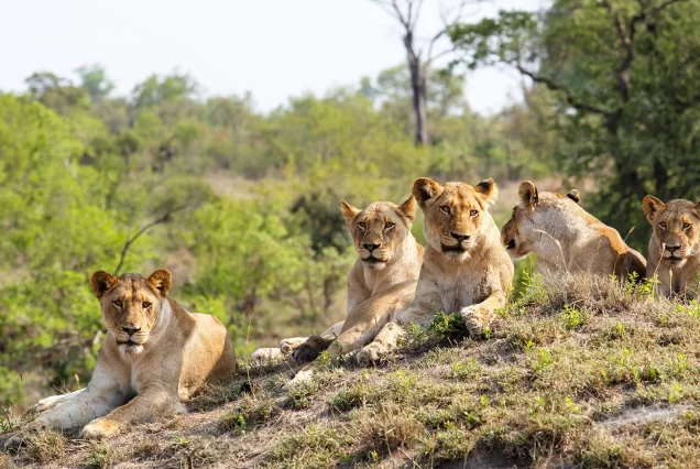 Deluxe 9-Day Southern Africa Safari 2026 with Victoria Falls, Kruger & Chobe National Parks