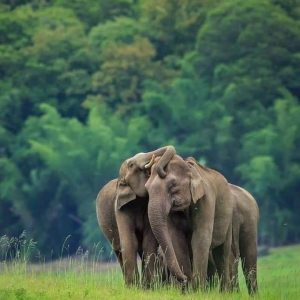 WILDLIFE TOUR IN SRI LANKA (lux-venture package)
